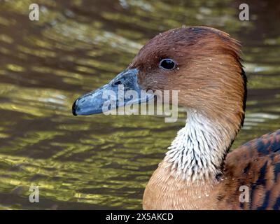Pfiff-Ente, Pfiff-Ente, Gelbe Pfeifgans, Dendrocygne fauve, Dendrocygna bicolor, sujtásos fütyülőlúd Stockfoto