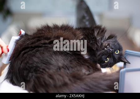 Eine Hauskatze mit schwarzem Fell und gelben Augen wird von einer Person sanft geputzt. Die Schnauze, der Schwanz, die Schnauze und die Krallen sind dabei sichtbar Stockfoto