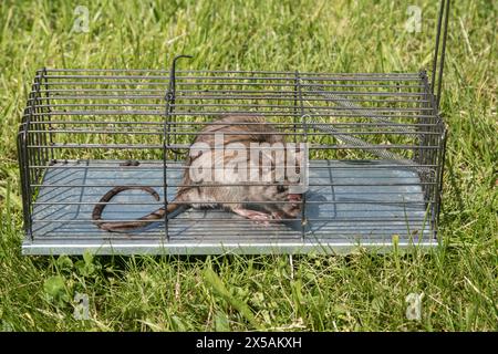 Braune Ratte in einer Mauserfalle auf grünem Gras im Garten Stockfoto