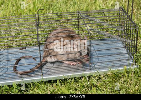 Braune Ratte in einer Mauserfalle auf grünem Gras im Garten Stockfoto