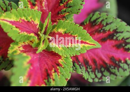 Coleus, bemalte Brennnessel (Coleus scutellarioides) Stockfoto