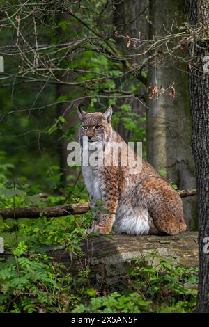 Eurasischer Luchs (Lynx Luchs) sitzt auf umgefallenem Baumstamm im Wald/Holz Stockfoto