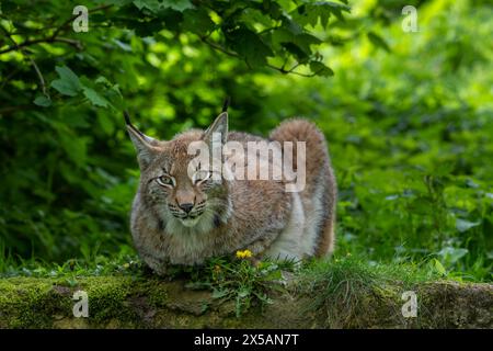 Eurasischer Luchs (Lynx Luchs), der auf Felsen im Dickicht des Waldes ruht Stockfoto