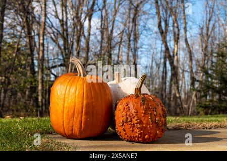 Drei reife Halloween-Kürbisse mit Stielen sitzen an einem sonnigen Tag auf einem Bürgersteig mit grünem Gras, Bäumen und blauem Himmel im Hintergrund. Stockfoto