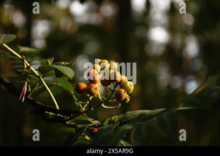 Grüne junge unreife Vogelbeeren im Wald aus der Nähe im Licht der Abendsonne Stockfoto
