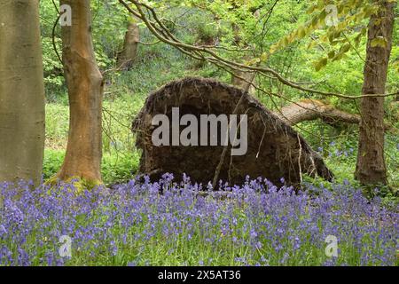 Bluebells (Hyacinthoides non-scripta) in Middleton Woods, Denton Road, Ilkley, West Yorkshire, Großbritannien Stockfoto