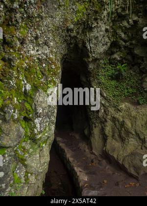 Eintritt in den kleinen Tunnel in Levada in dichtem tropischen Lorbeerwald mit mossa und Farnen. Levada Caldeirao Verde und Caldeirao do Inferno Wanderwegen Stockfoto