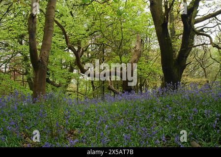 Bluebells (Hyacinthoides non-scripta) in Middleton Woods, Denton Road, Ilkley, West Yorkshire, Großbritannien Stockfoto