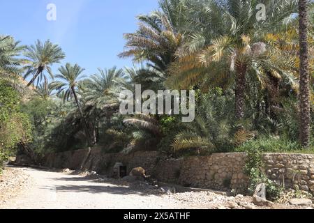Betonmischer zur Reparatur der Straße auf dem Weg zum Wadi Bani Kahlid Oman Stockfoto