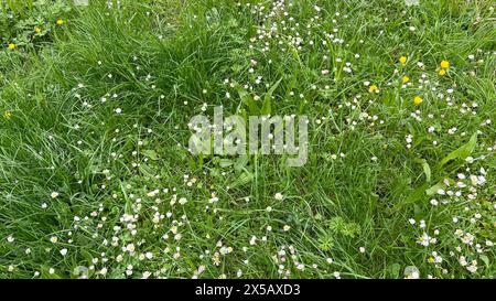 Üppig grüne Wiese mit leuchtendem grünem Gras und verschiedenen Wildblumen, Gänseblümchen und Butterblumen Stockfoto