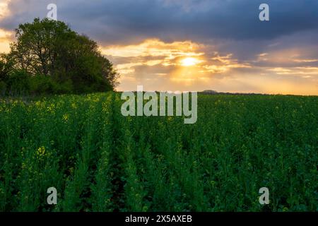 Das Feld junger Rapspflanzen, die unter dramatischem Himmel blühen Stockfoto