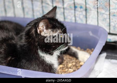 Eine kleine bis mittelgroße, schwarz-weiße Felidae Katze liegt bequem in einem lila Katzenklo und zeigt ihre Schnauze und Schnauze. Das perfekte Haustier-Su Stockfoto