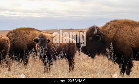 Mehrere wilde amerikanische Bisons, Bison Bison, stehen im Winter im hohen Gras einer Prärie des mittleren westens mit bewölktem Himmel. Stockfoto