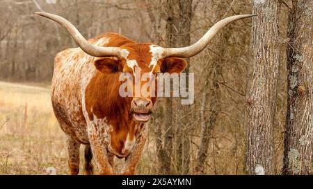 Texas Longhorn Rinderkuh, Bos taurus, mit braunen und weißen Sprenkelfarben und typischen langen Hörnern, in der Nähe von Bäumen und Bürsten auf einer Weide, fa Stockfoto