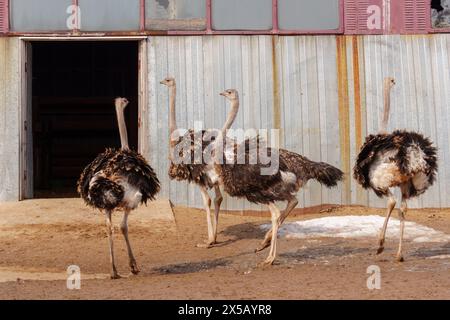 Strauße stehen vor einem Gebäude auf einer Straußenfarm. Selektiver Fokus Stockfoto