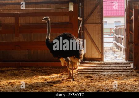 Strauße stehen vor einem Gebäude auf einer Straußenfarm. Selektiver Fokus Stockfoto