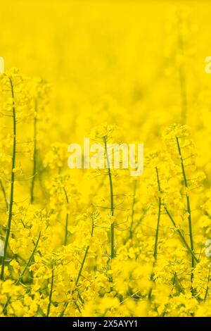 Gelb blühendes Rapsfeld. Eine separate Pflanze auf gelbem Hintergrund. Stockfoto