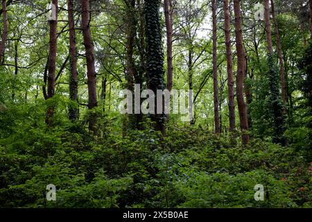 Kiefer und andere Bäume in einem Wald. Die Bäume sind grün und grün. Das Unterholz ist meist gelb. Es ist Frühsommer oder Spätsommer. Stockfoto