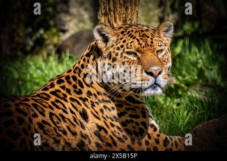 Jaguar im Dartmoor Zoo, Großbritannien Stockfoto