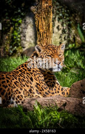 Jaguar im Dartmoor Zoo, Großbritannien Stockfoto