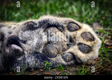 Amur Leopard Paw Nahaufnahme Stockfoto