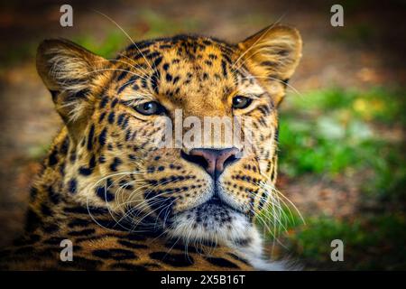 Amur Leopard, die seltenste Großkatze der Welt. Stockfoto