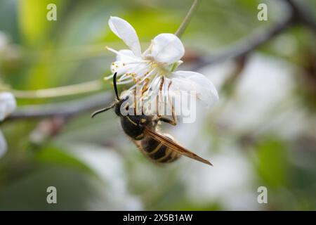 Honigbiene sammelt Nektar auf einer Blume eines blühenden Kirschbaums Stockfoto