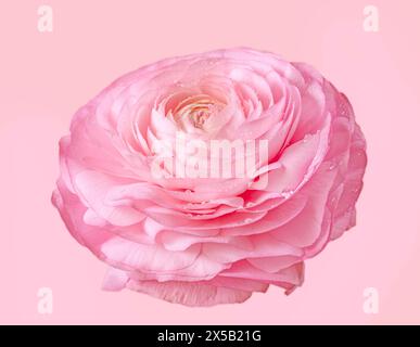 Sehr schöne und schöne rosa Ranunkeln Blume auf hellrosa Hintergrund Stockfoto