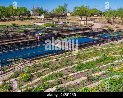 International Waterlily Collection, San Angelo, Texas. Stockfoto