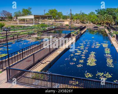 International Waterlily Collection, San Angelo, Texas. Stockfoto