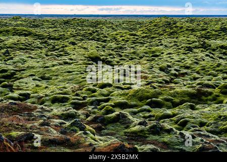 Skaftareldahraun grünes Lavafeld mit Moos bedeckt in Eldhraun im Süden Islands Stockfoto