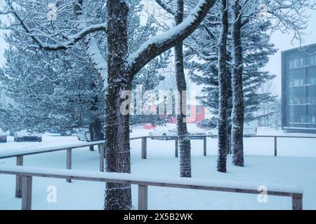 Tanne mit Blättern und Schnee bedeckt am Wintermorgen Stockfoto