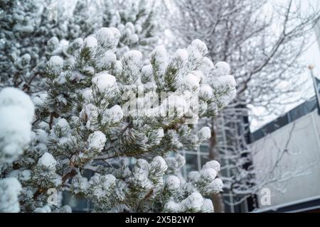 Tanne mit Blättern und Schnee bedeckt am Wintermorgen Stockfoto