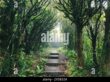 Geheimnisvoller Wald üppiger tropischer Regenwald mit Holzweg, der durch ihn führt. Mangorei Track, Egmont Nationalpark, Neuseeland Stockfoto
