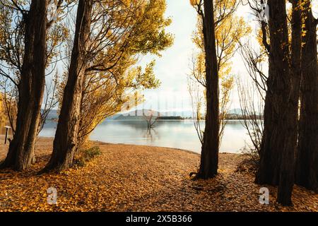 Wunderschöner Wanaka-Baum oder Weidenbaum zwischen goldenem Kiefernwald am Lake Wanaka, Neuseeland Stockfoto
