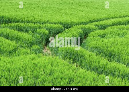 Traktorspuren, die tief in das Ackerfeld von gesund wachsenden Roggen im Frühjahr schneiden - Sud-Touraine, Zentralfrankreich. Stockfoto