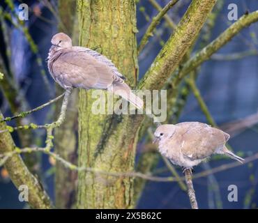 Nahaufnahme eines Taubenpaares, das auf einem Baum sitzt Stockfoto