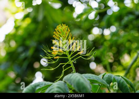 Cleomella lutea, auch bekannt unter den gebräuchlichen Bezeichnungen gelbe Bienenpflanze und gelbe Spinnenblume. Stockfoto