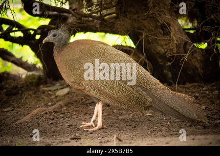 Femala großer Argus Fasan, farbenfroher tropischer Vogel aus dem Dschungel Asiens, nahe bedrohtes Tier Stockfoto