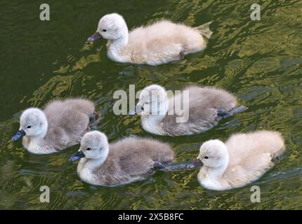 Fünf junge Schwäne von Mute Swan (Cygnus olor) schwimmen zusammen im grünlichen Wasser Stockfoto