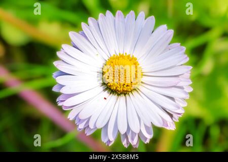 Gänseblümchen. Weiße Blume aus der Nähe von oben Stockfoto