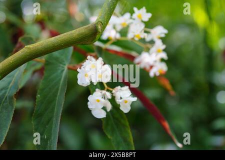 Natur - Gruppen weißer Blumen, die auf einem Baum wachsen Stockfoto
