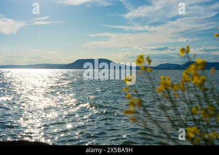 Freier Strand am Balaton mit Natur im Balatonboglar Ungarn. Stockfoto