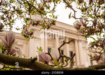 Universität Lund durch einen blühenden Magnolienbaum gesehen, Lund, Schweden, 6. Mai 2024 Stockfoto