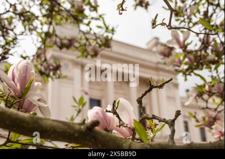 Ein blühender Magnolienbaum und Universität Lund im Hintergrond, Lund, Schweden, 6. Mai 2024 Stockfoto