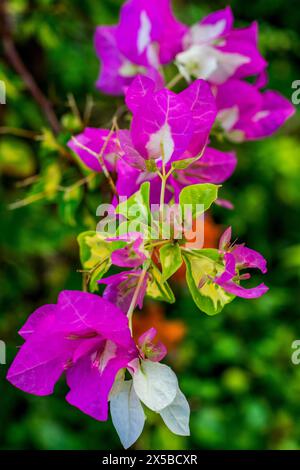 Begrüßen Sie Ihren Morgen mit einer wunderschönen und farbenfrohen Gartenlandschaft mit blühenden Bougainvillaea-Blumen. Stockfoto