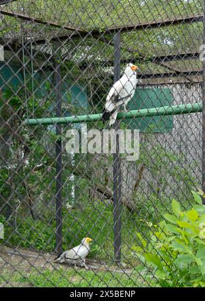 Einige ägyptische Geier Neophron percnopterus gefährdete Arten des Weißen Schnitzelgeiers oder Pharaonenhühnes im Zoo von Sofia, Bulgarien, EU Stockfoto