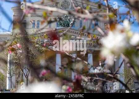 Moskau, Russland. Mai 2024. Blühende Bäume mit jungem Laub auf dem Hintergrund der Fassade des Bolschoi-Theaters auf dem Teatralnaja-Platz im Zentrum von Moskau, Russland Stockfoto