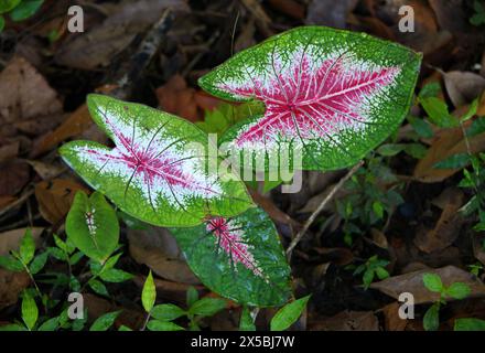 Begonia Rex-cultorum, eine kultivierte Sorte von Begonia, Begoniaceae. Manuel Antonio, Costa Rica, Mittelamerika. Stockfoto