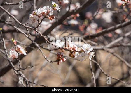 Blühende Aprikosenbäume in den westlichen Hajar-Bergen, Wakan, Oman Stockfoto